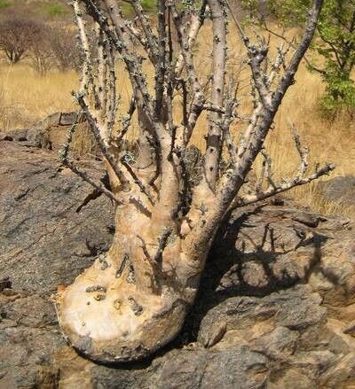 Sesamothamnus guerichii habit