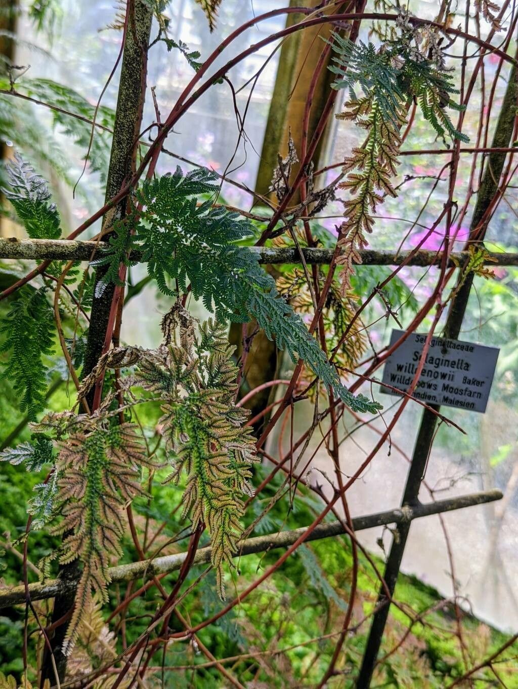 Selaginella willdenowii habit