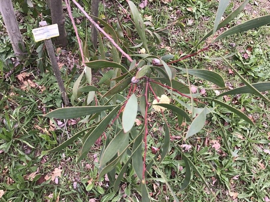 Hakea salicifolia — search result for 'Proteaceae'
