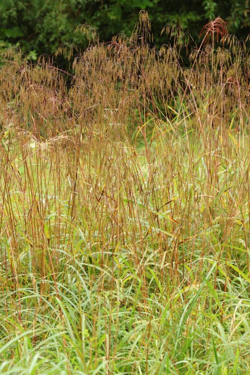 Spodiopogon cotulifer fruit