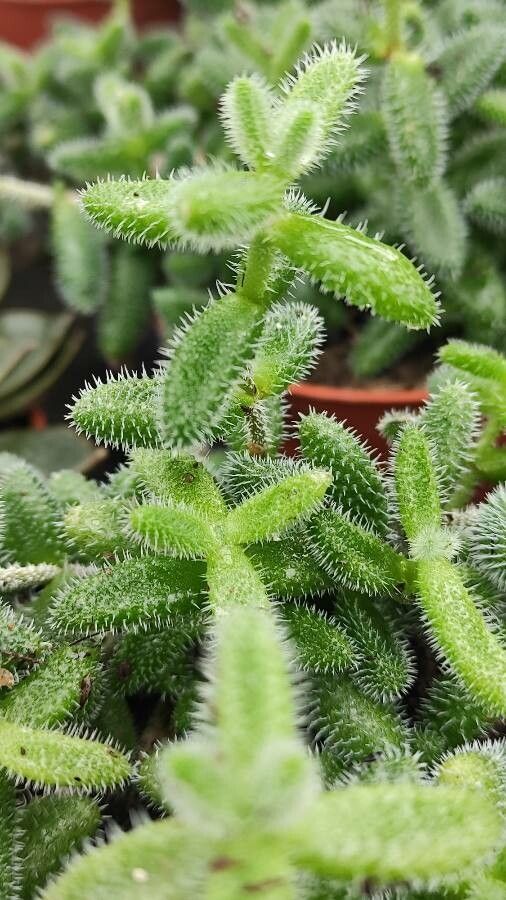 Delosperma pruinosum leaf