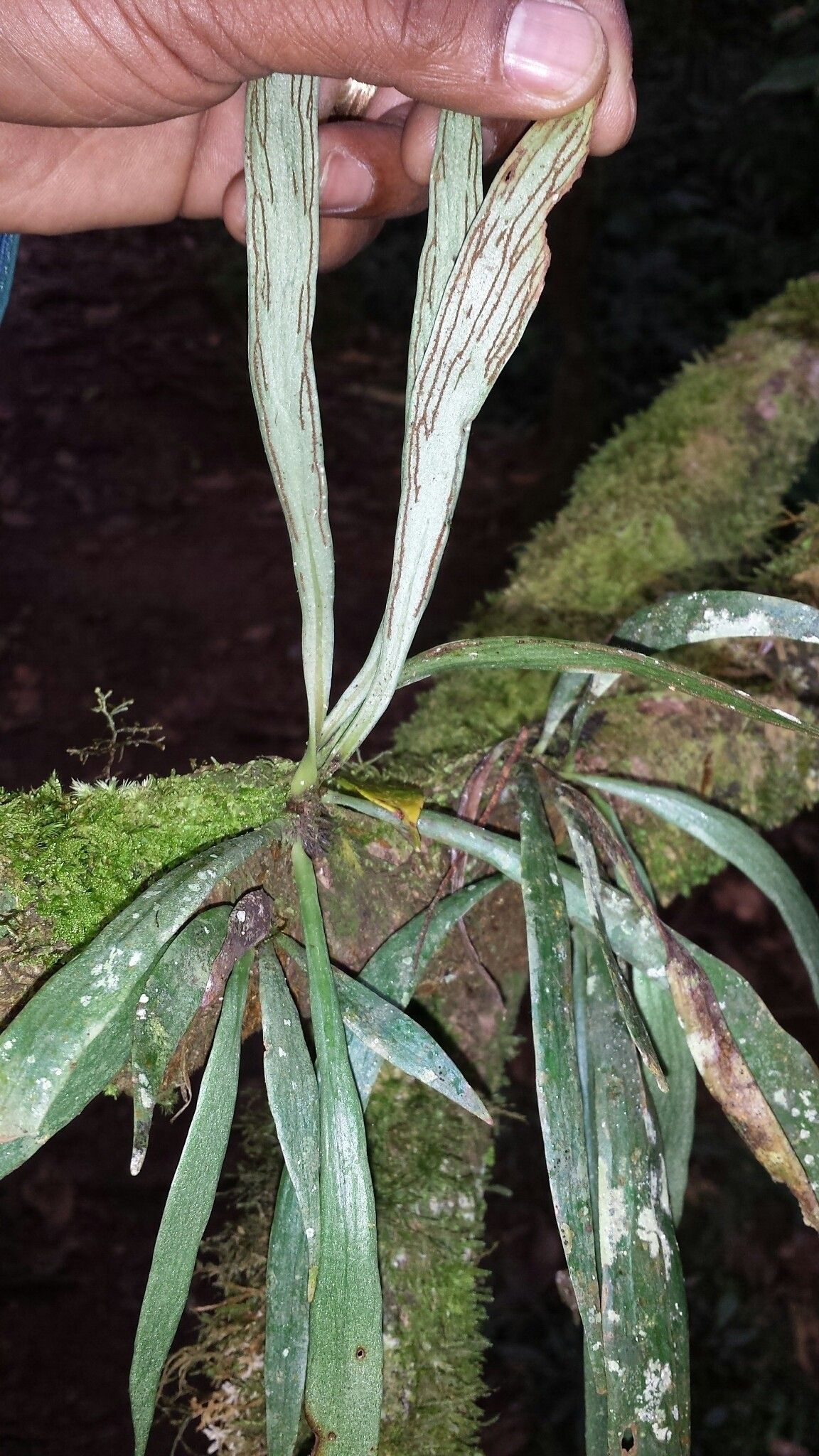 Antrophyum malgassicum — houseplant care guide