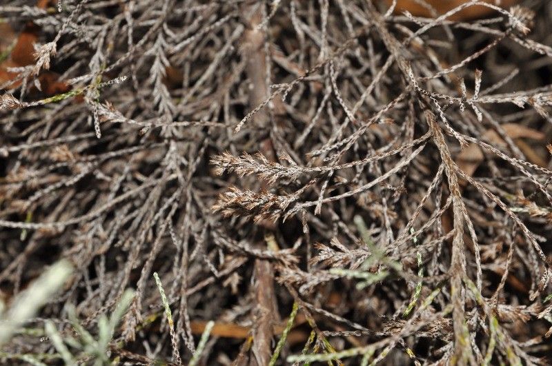 Seriphium passerinoides flower