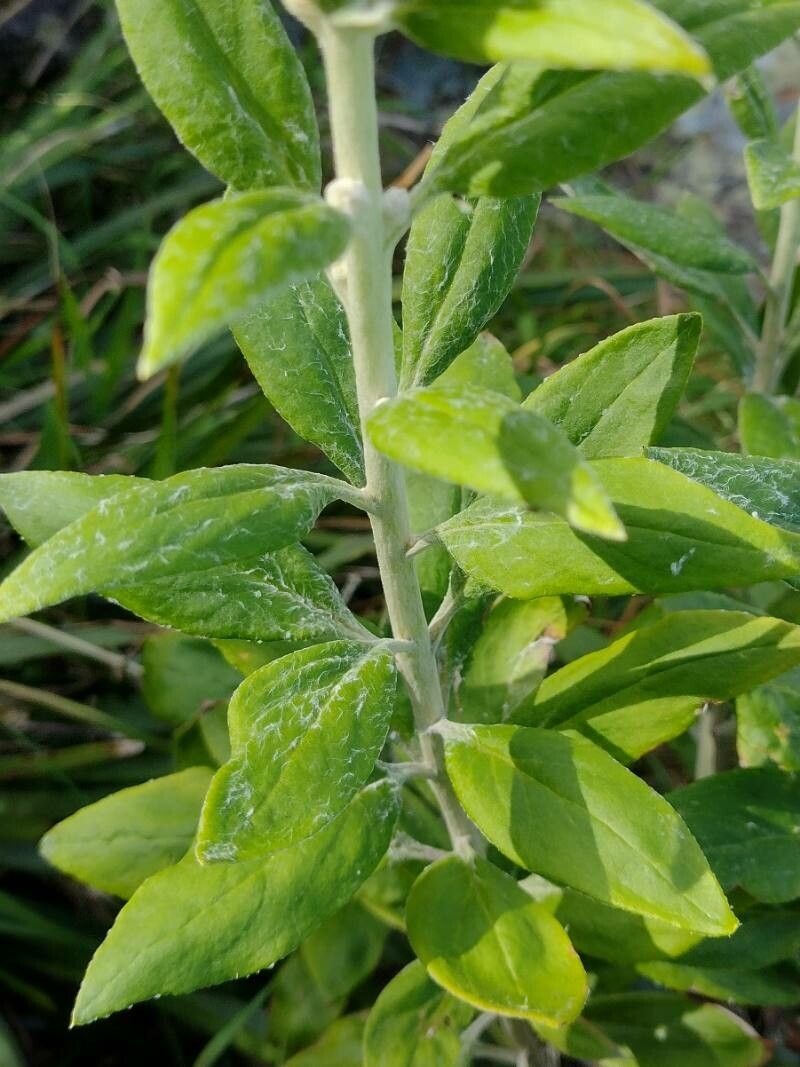 Coronidium elatum — search result for 'Helichrysum'