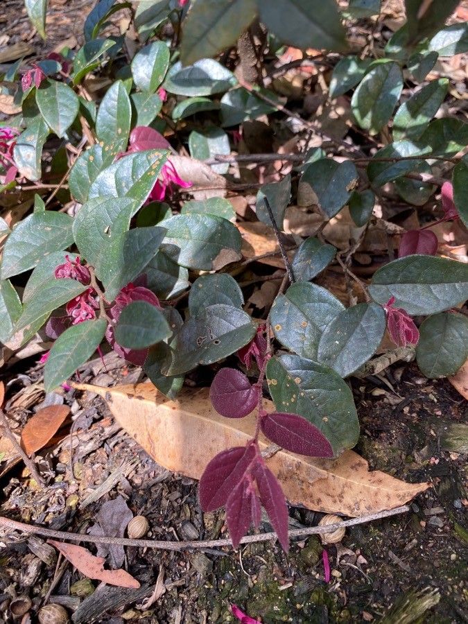 Loropetalum lanceum