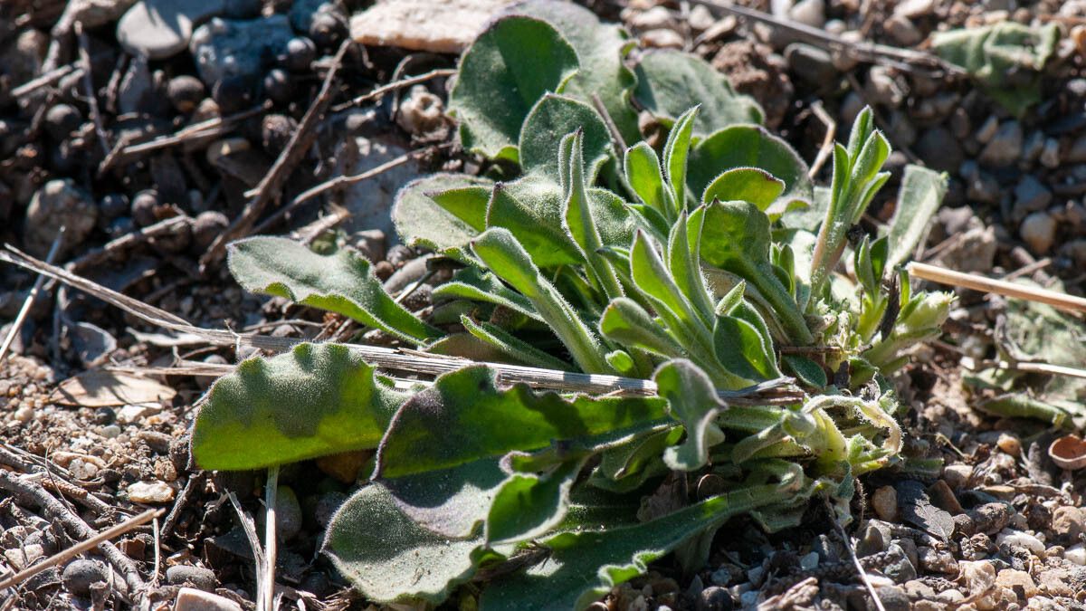 Silene velutina — houseplant care guide