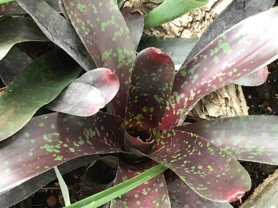 Neoregelia lillyae — houseplant care guide