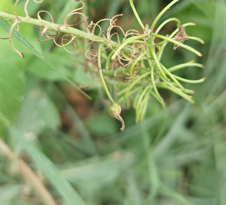 Bulbine frutescens fruit