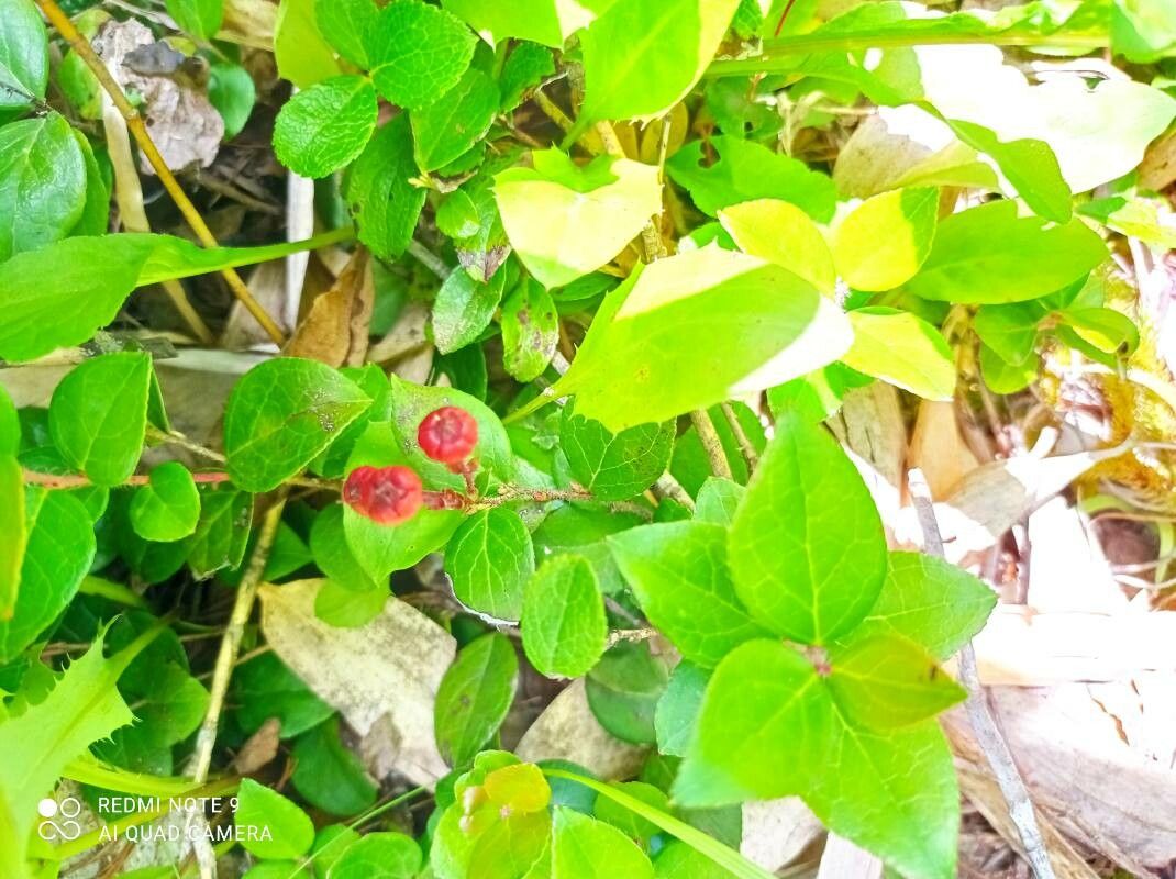 Gaultheria adenothrix