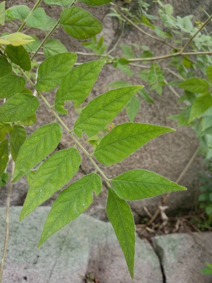 Micromelum integerrimum — related species from the same genus
