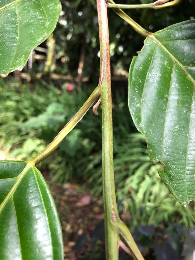 Minquartia guianensis — search result for 'Guyana'