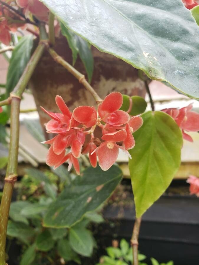 Begonia radicans flower
