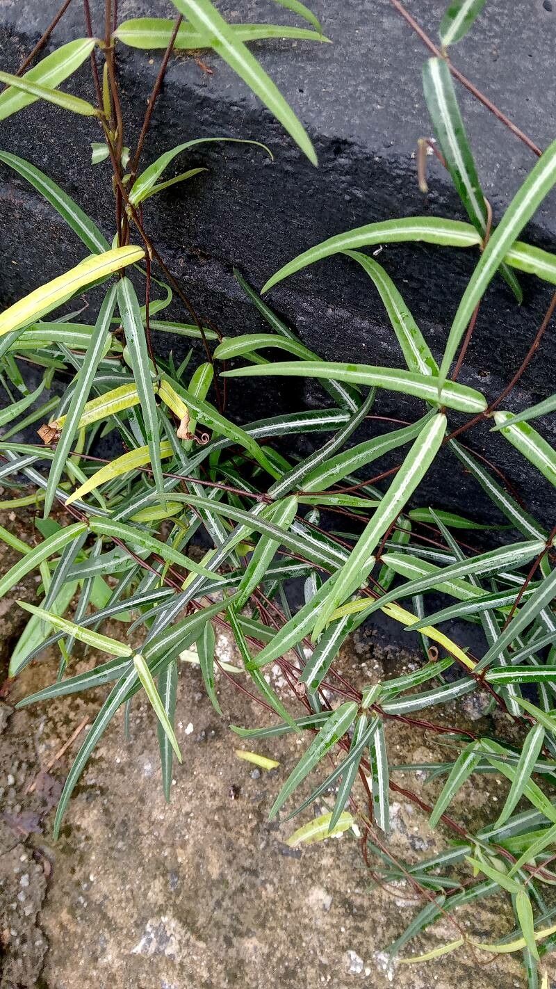 Hemidesmus indicus — search result for 'Smilax'