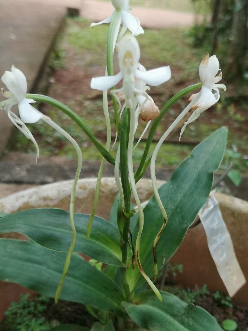 Habenaria procera habit