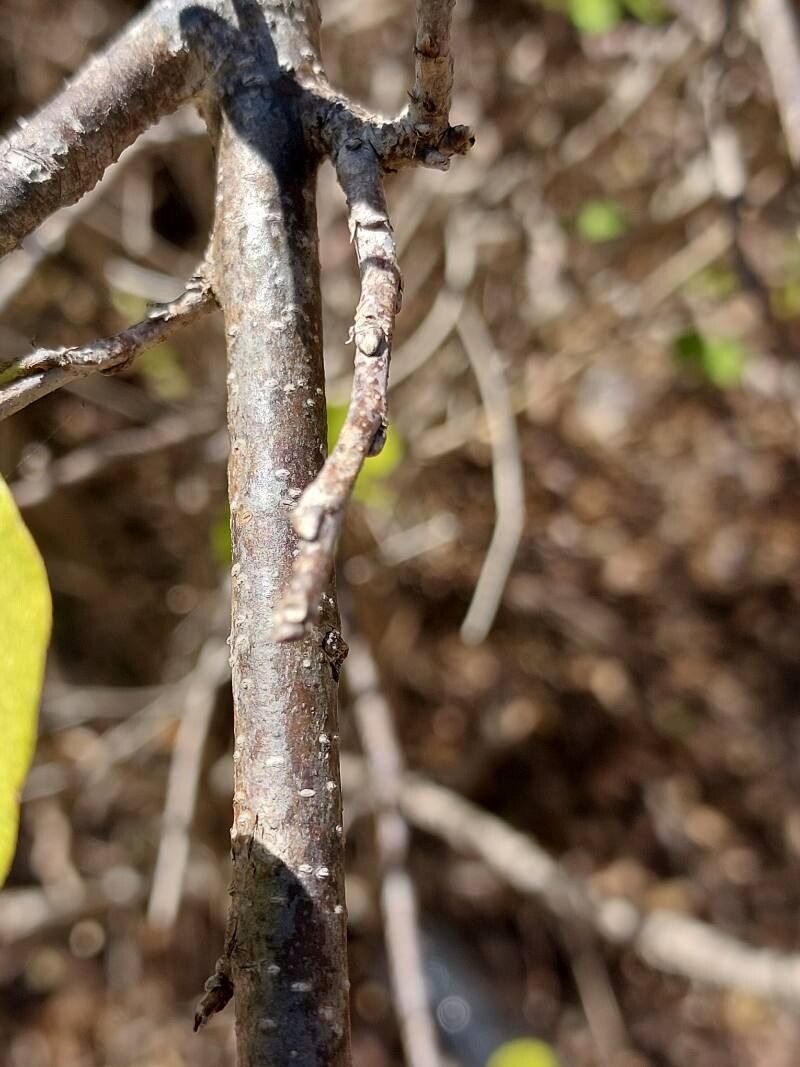 Bauhinia podopetala bark