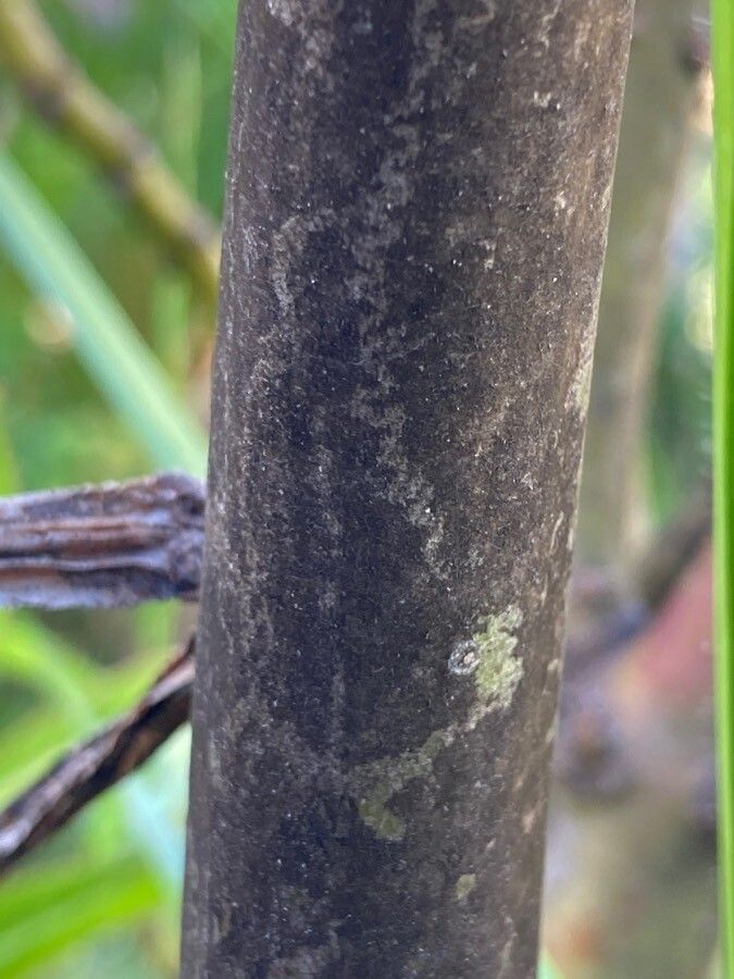 Impatiens sodenii bark