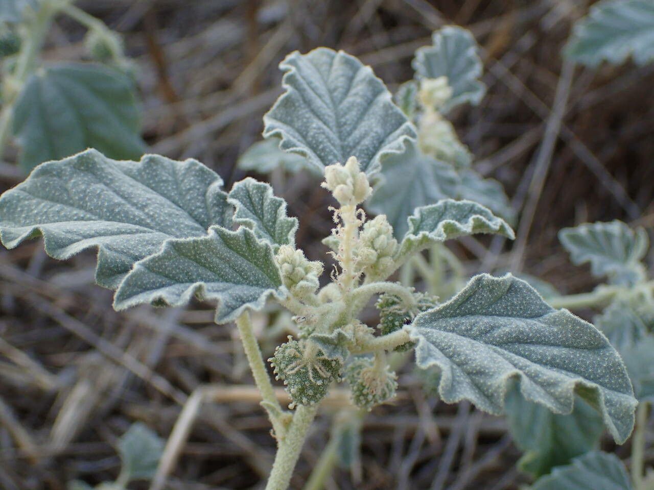 Chrozophora tinctoria — unique fruits houseplant
