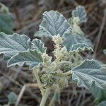 Chrozophora tinctoria