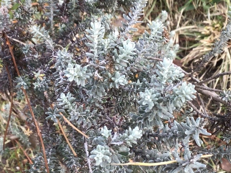 Ozothamnus rosmarinifolius — houseplant care guide