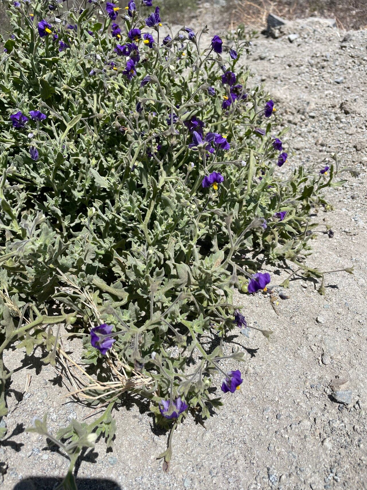 Solanum herba-bona habit