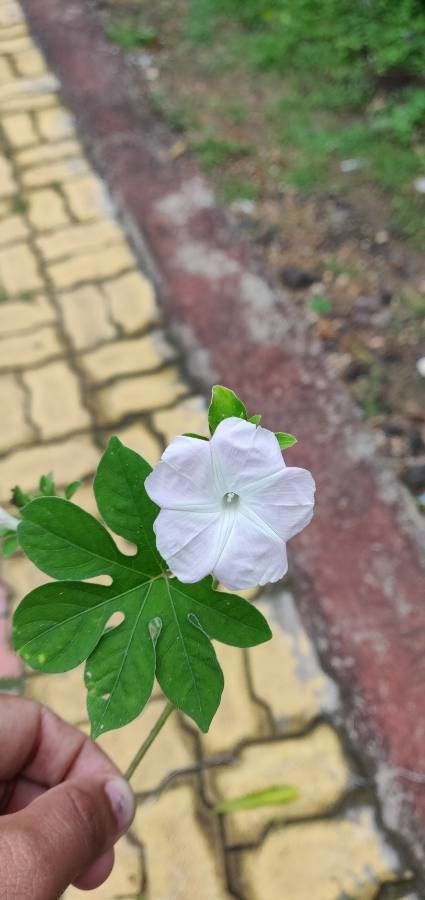 Ipomoea pes-tigridis flower