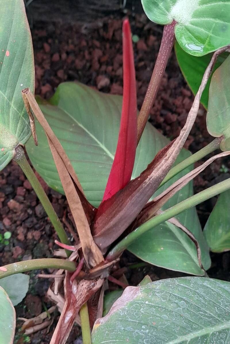 Philodendron geniculatum bark