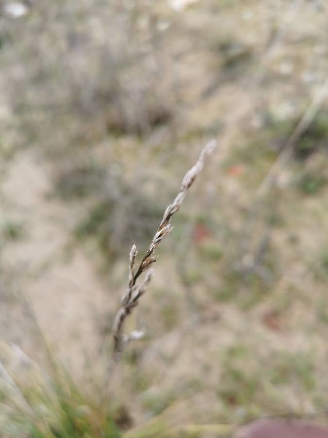 Festuca huonii flower