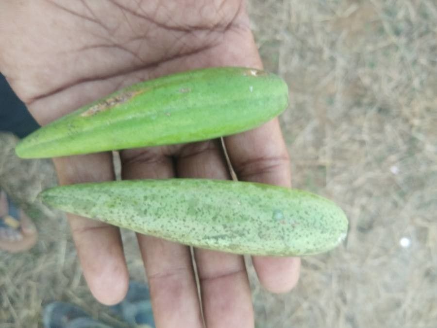 Gymnema sylvestre fruit