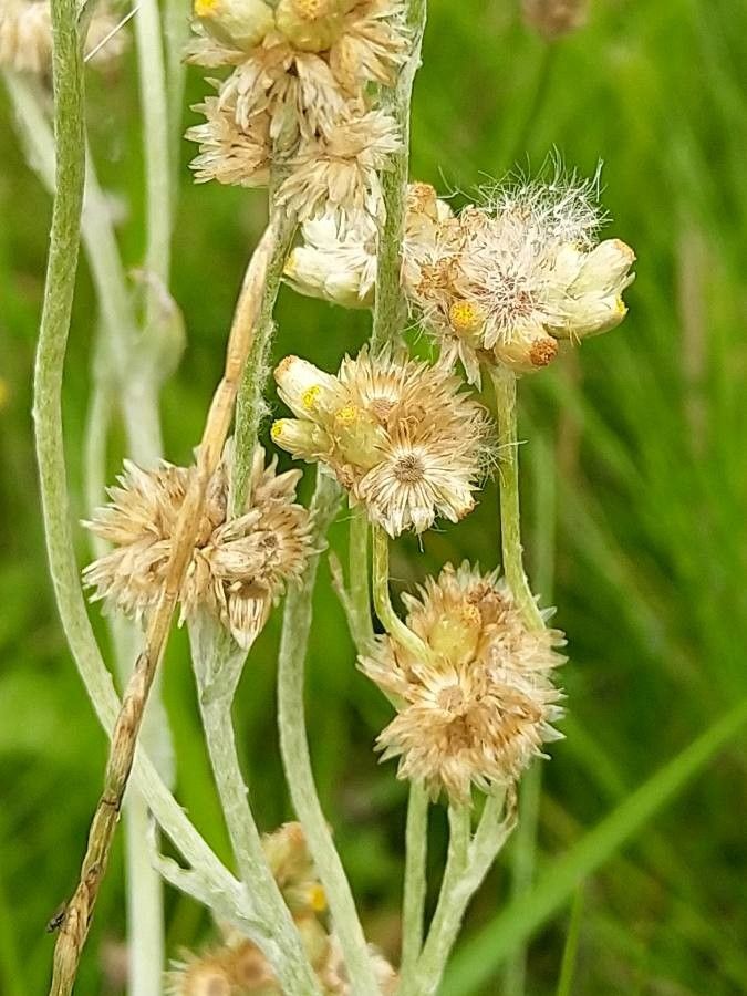 Laphangium luteoalbum flower