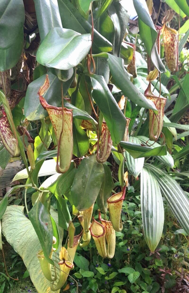 Nepenthes campanulata habit