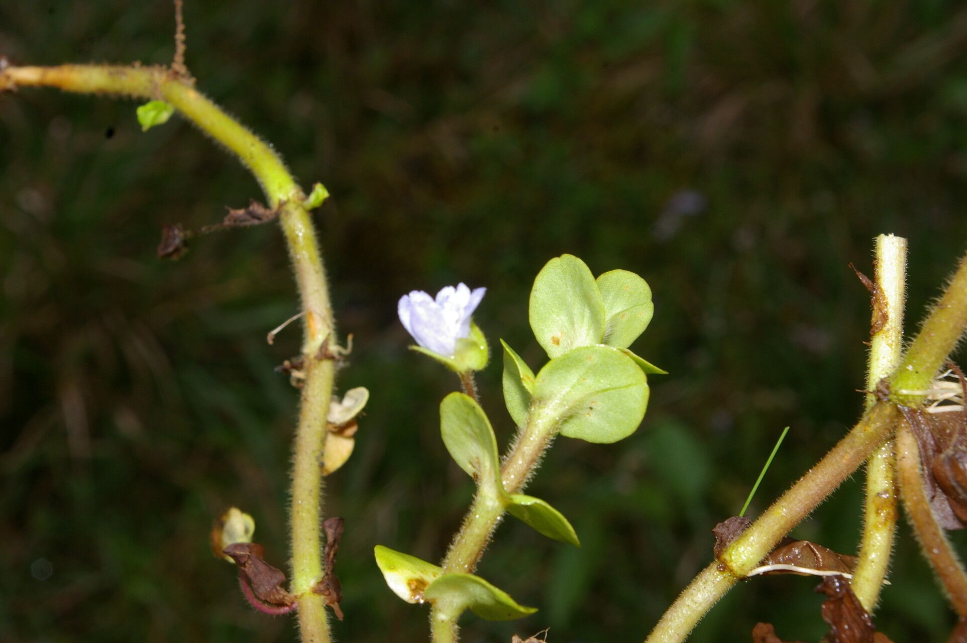 Bacopa salzmannii habit