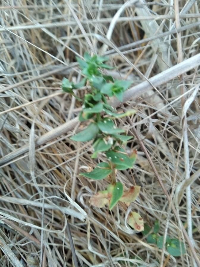 Keckiella cordifolia leaf