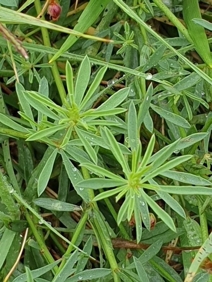 Dorycnium pentaphyllum — search result for 'Dorycnium'