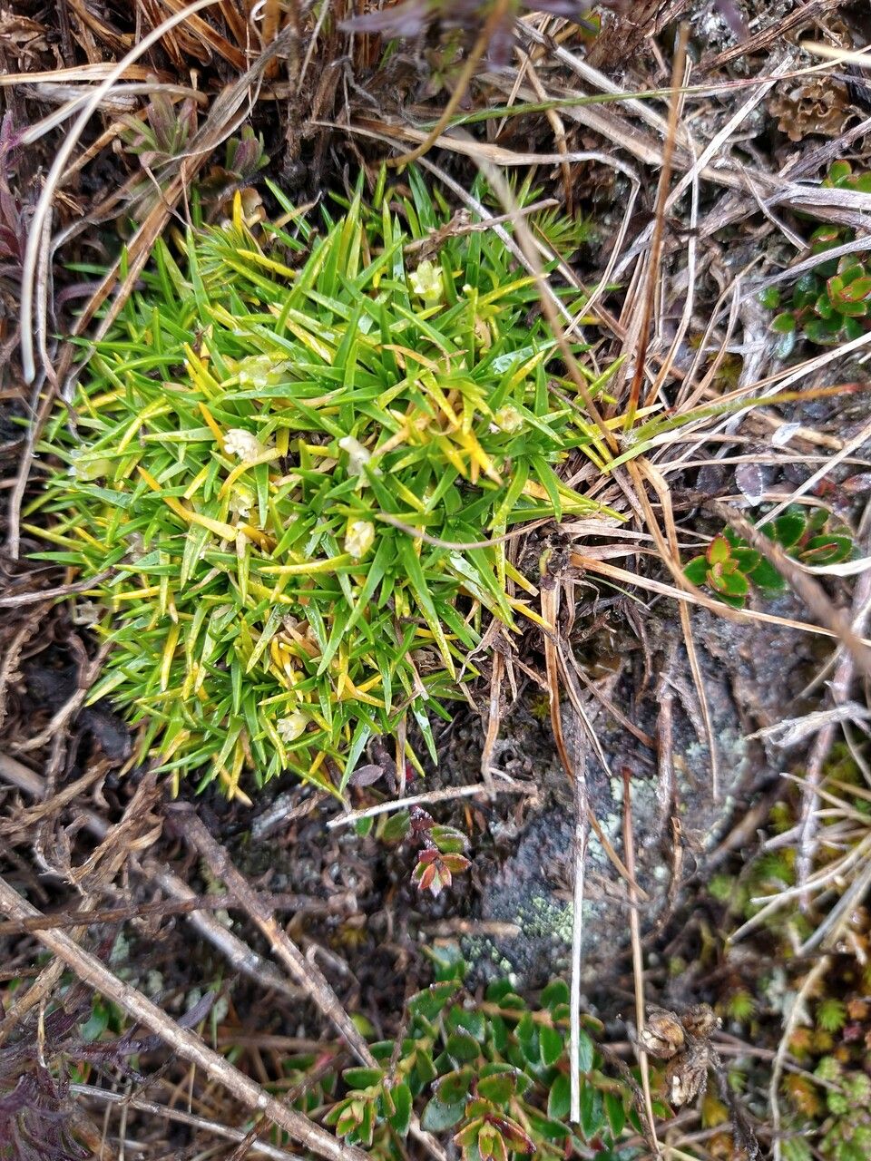 Colobanthus quitensis habit