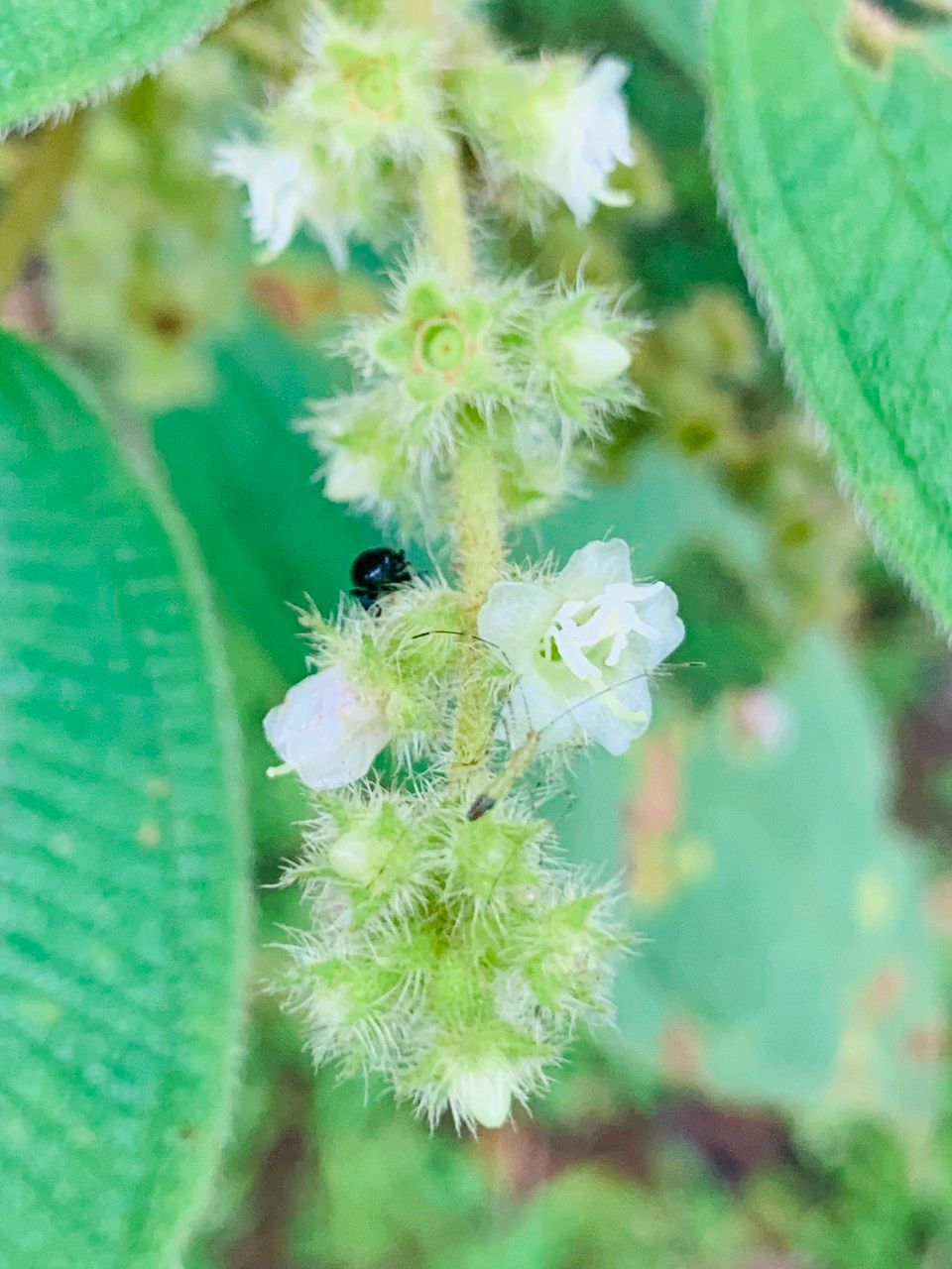 Clidemia capitellata flower
