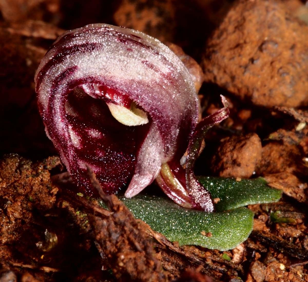 Corybas echinulus flower