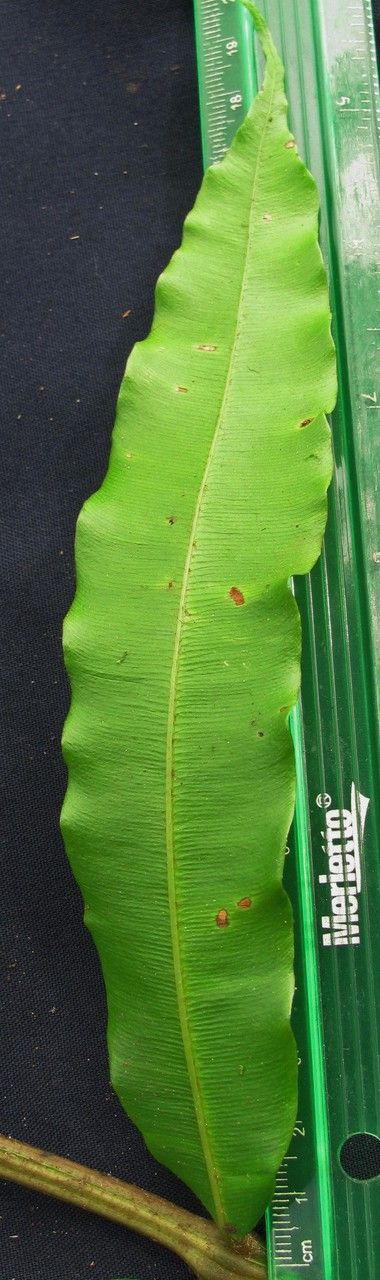 Danaea longicaudata leaf