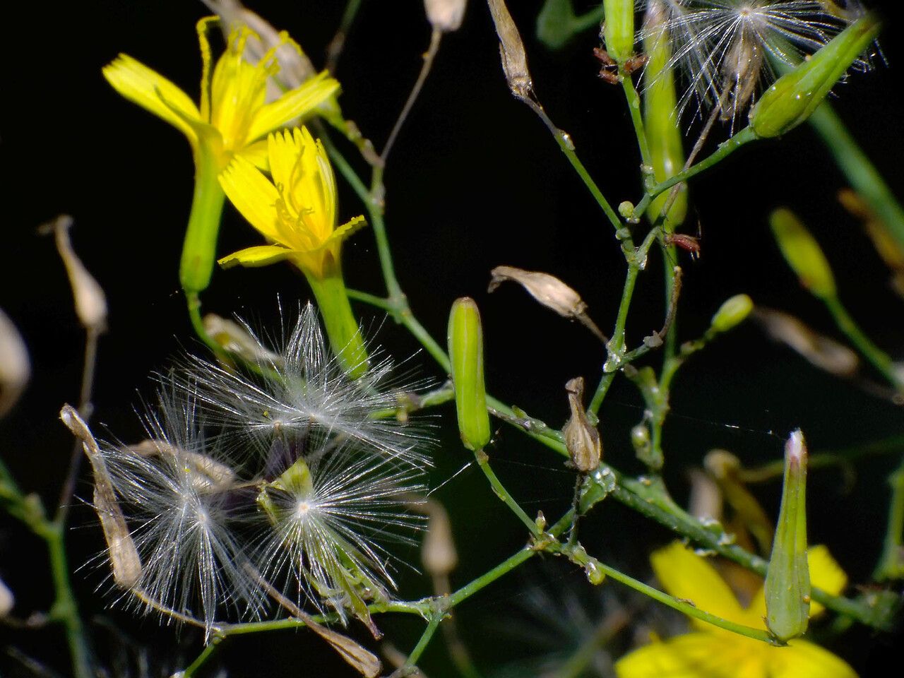 Mycelis muralis flower