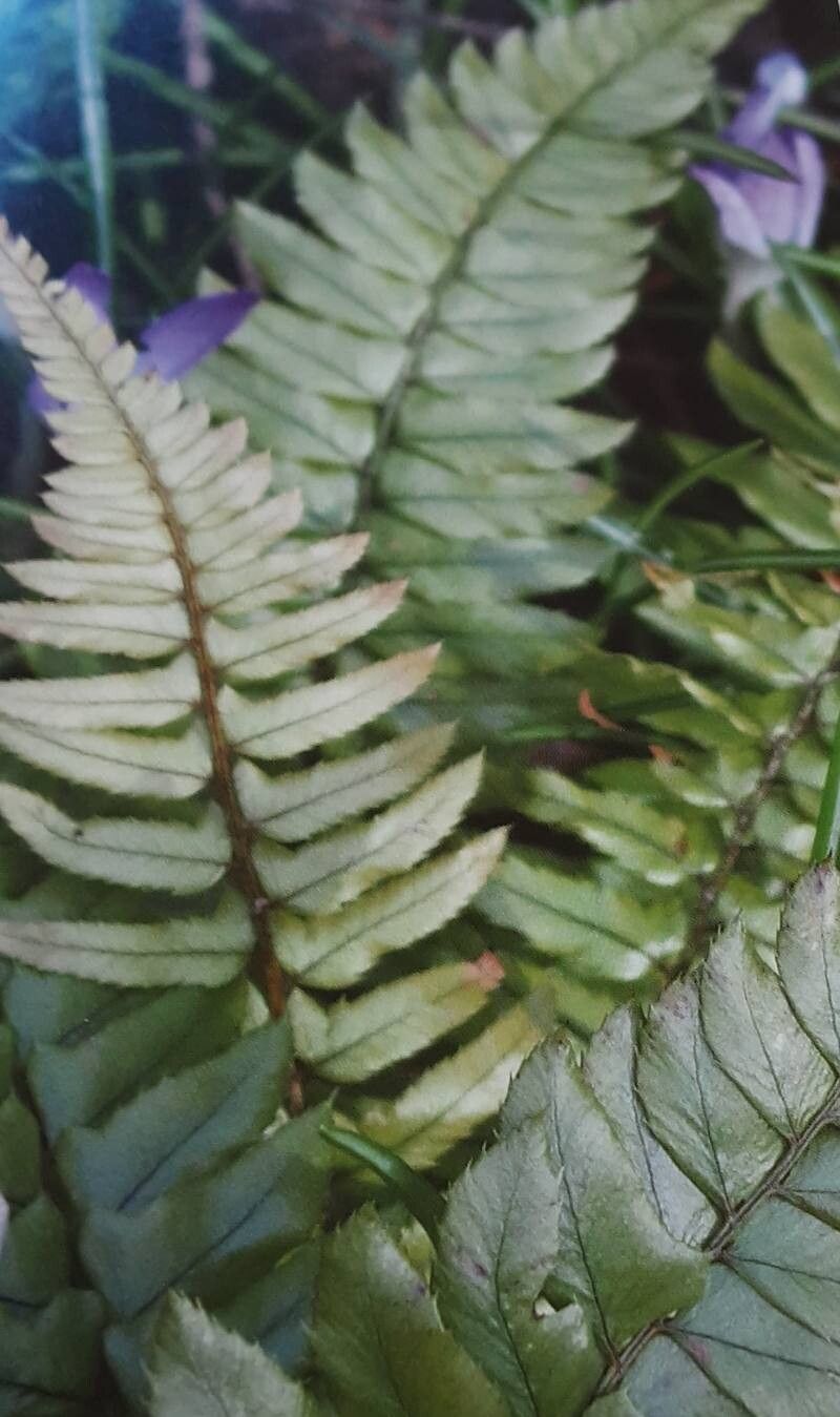 Polystichum xiphophyllum — search result for 'Polystichum'