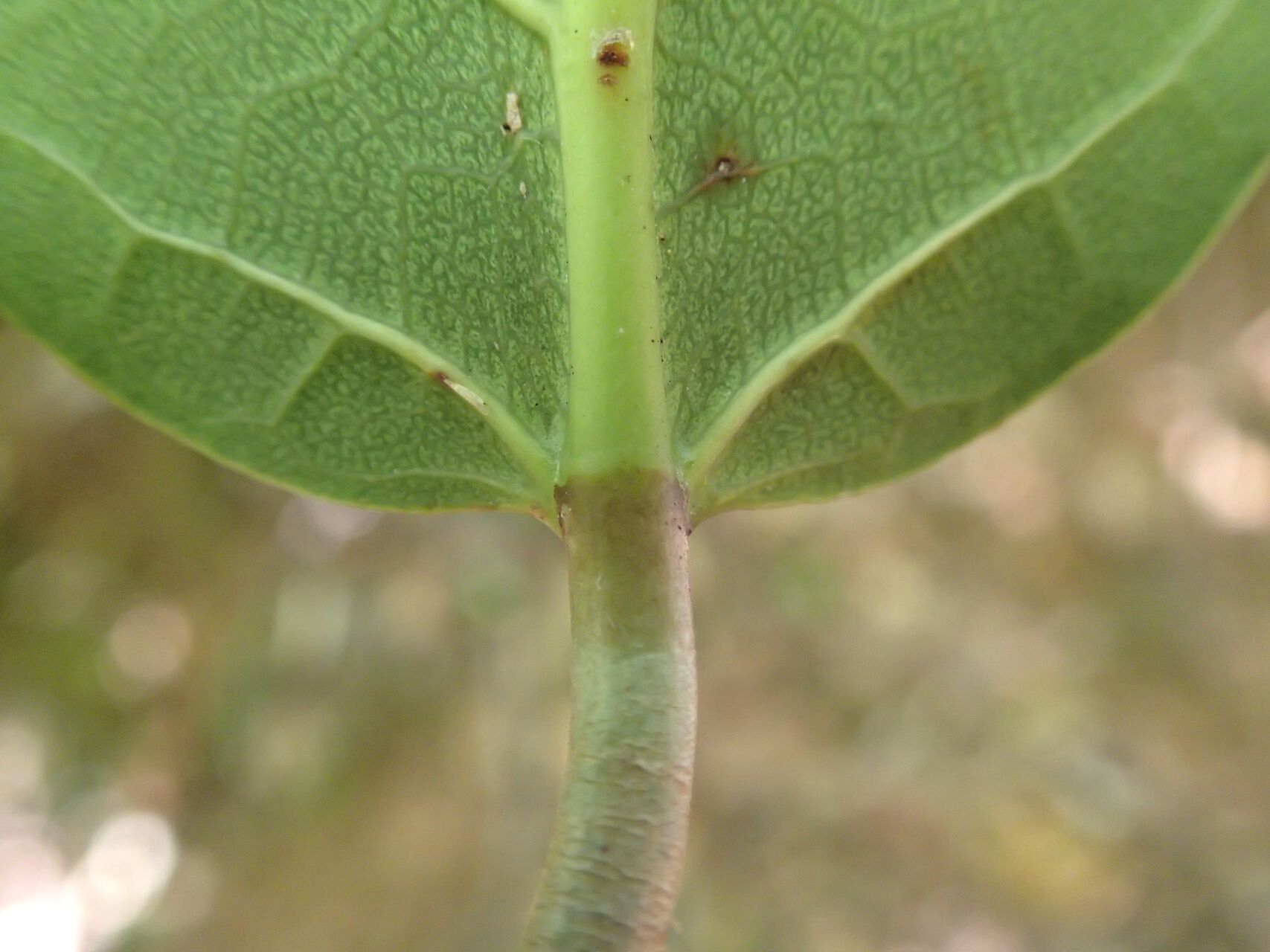 Ficus leiocarpa bark