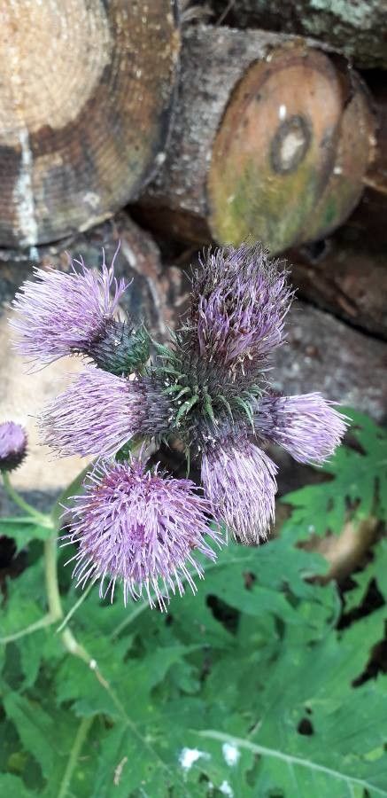 Cirsium alsophilum flower