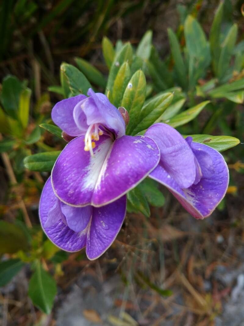 Periandra mediterranea — related species from the same genus