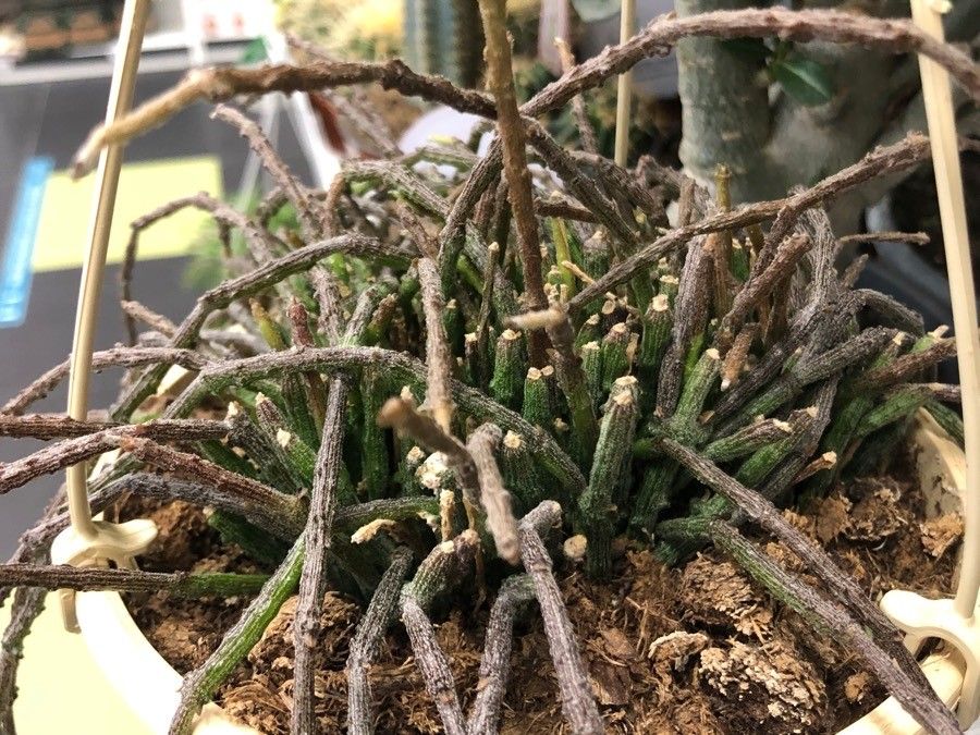 Cynanchum marnierianum — search result for 'Cynanchum'