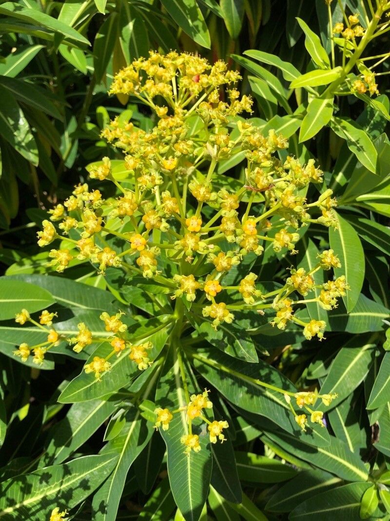 Euphorbia stygiana flower