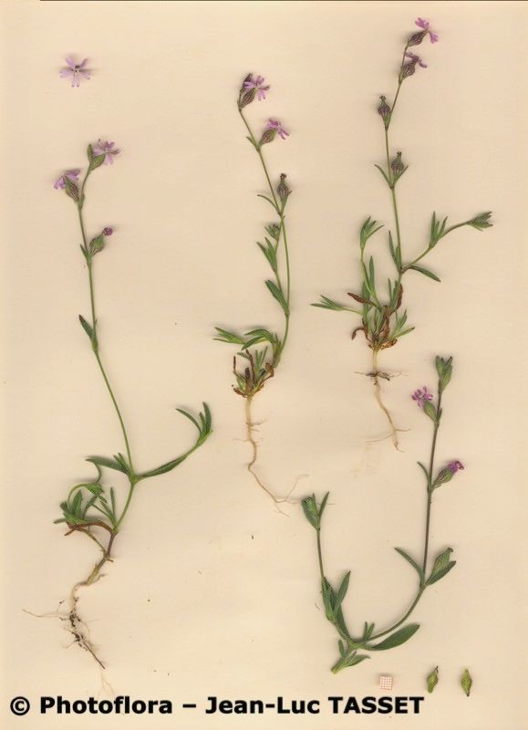 Silene sclerocarpa habit