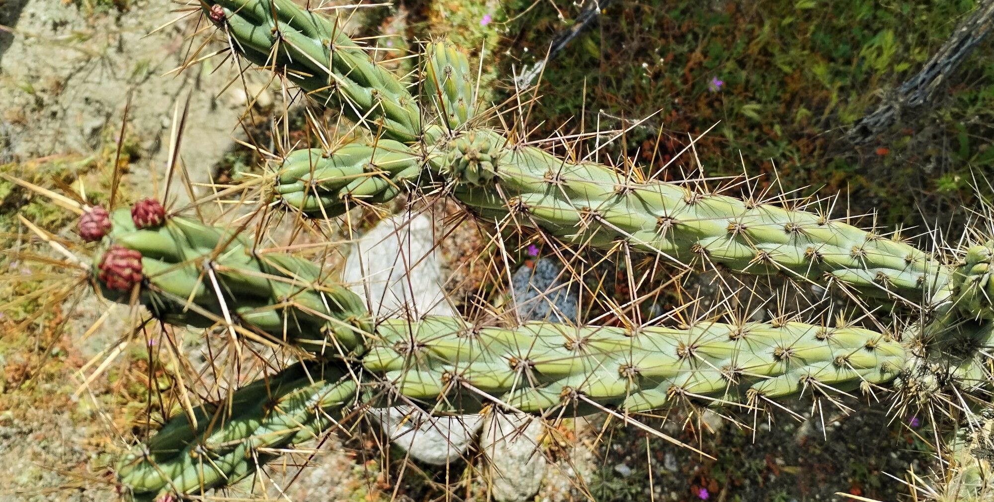 Cylindropuntia bernardina