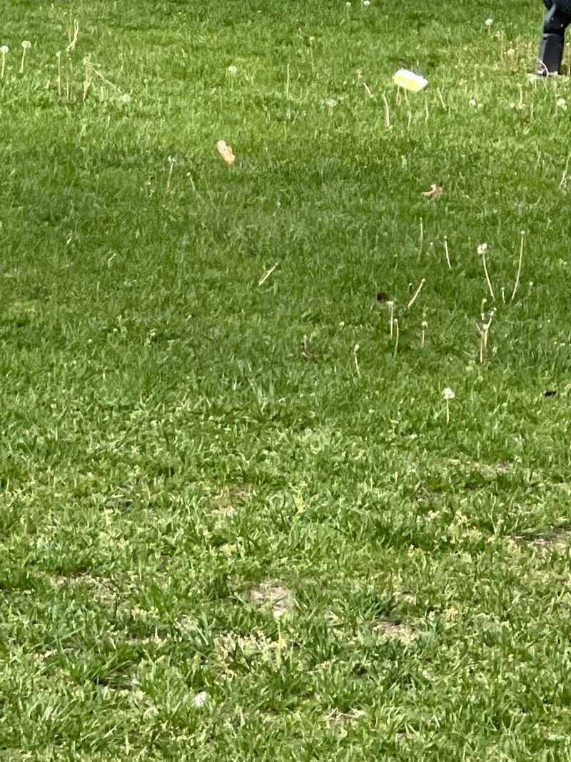 Fritillaria agrestis