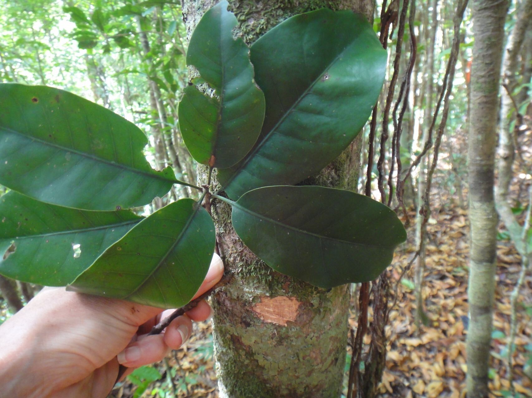 Pycnandra glaberrima leaf