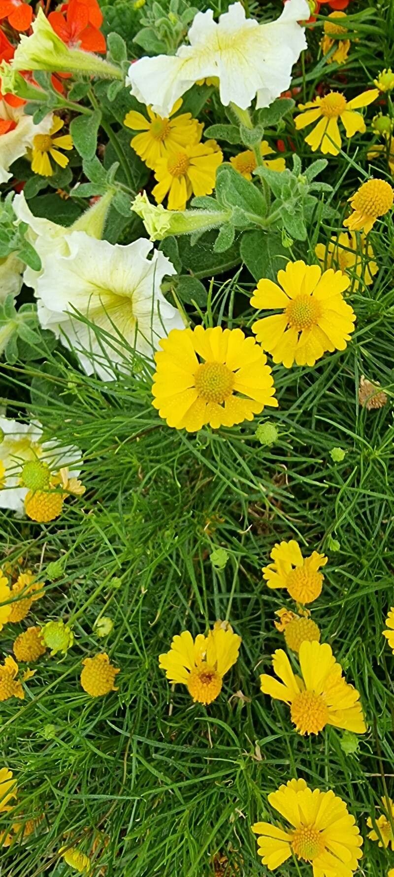 Helenium amarum flower