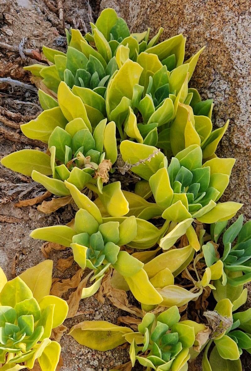 Hyoscyamus gallagheri leaf